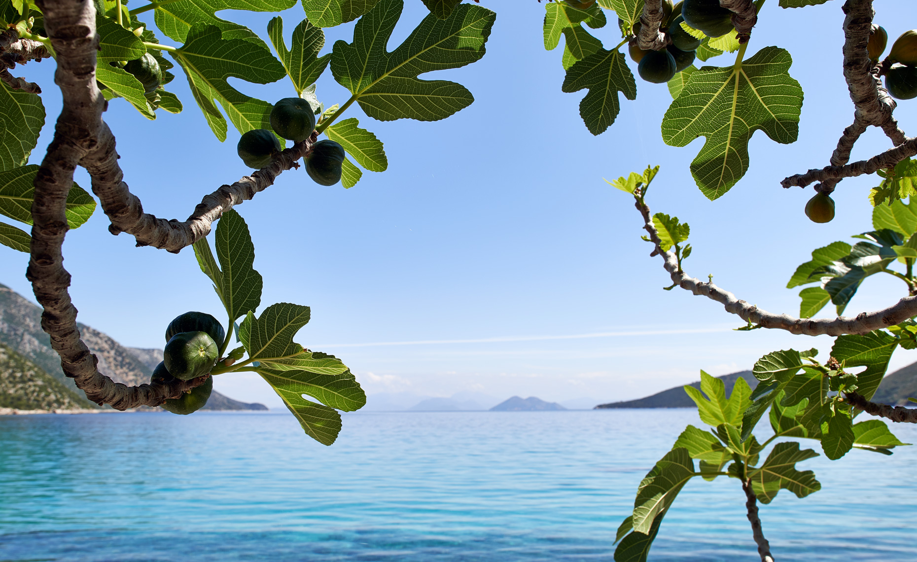 Fig Tree on Beach Greece