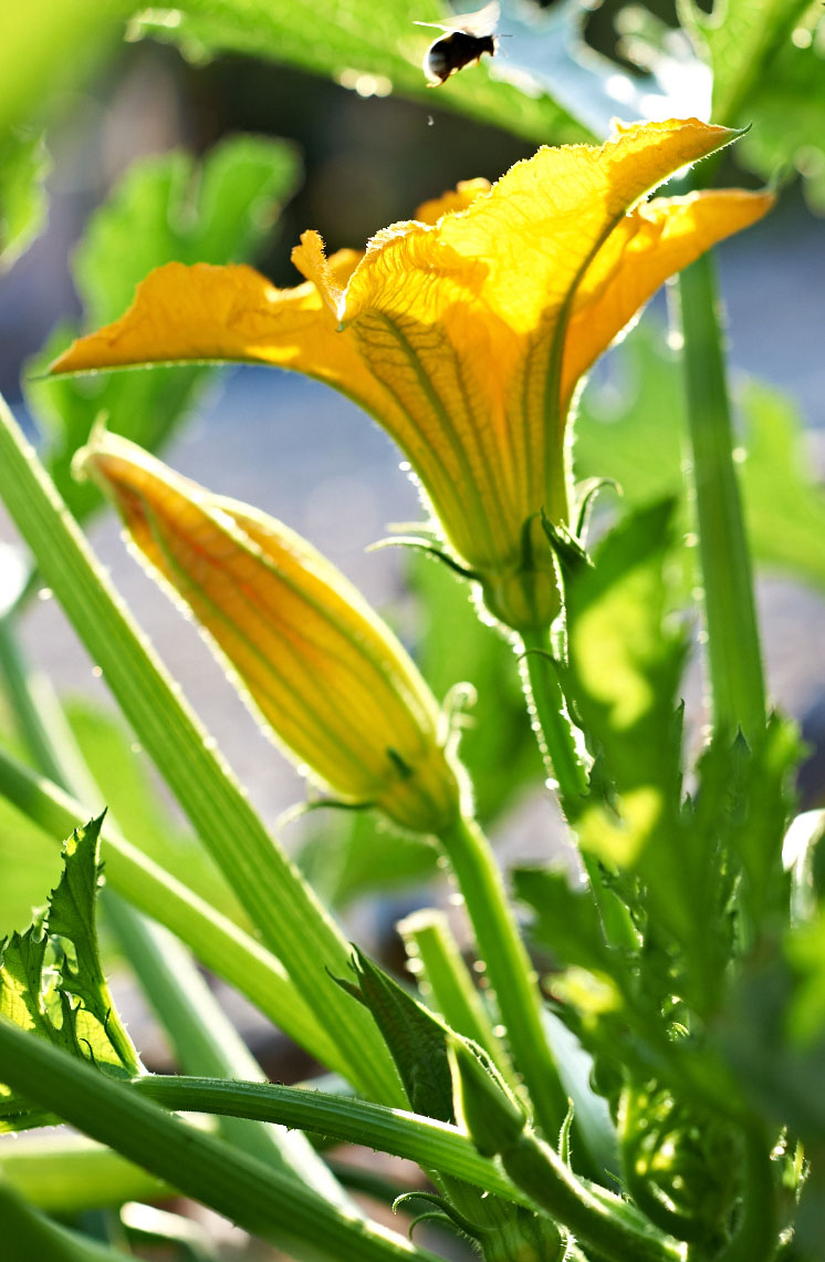 Squash Blossom Flowers