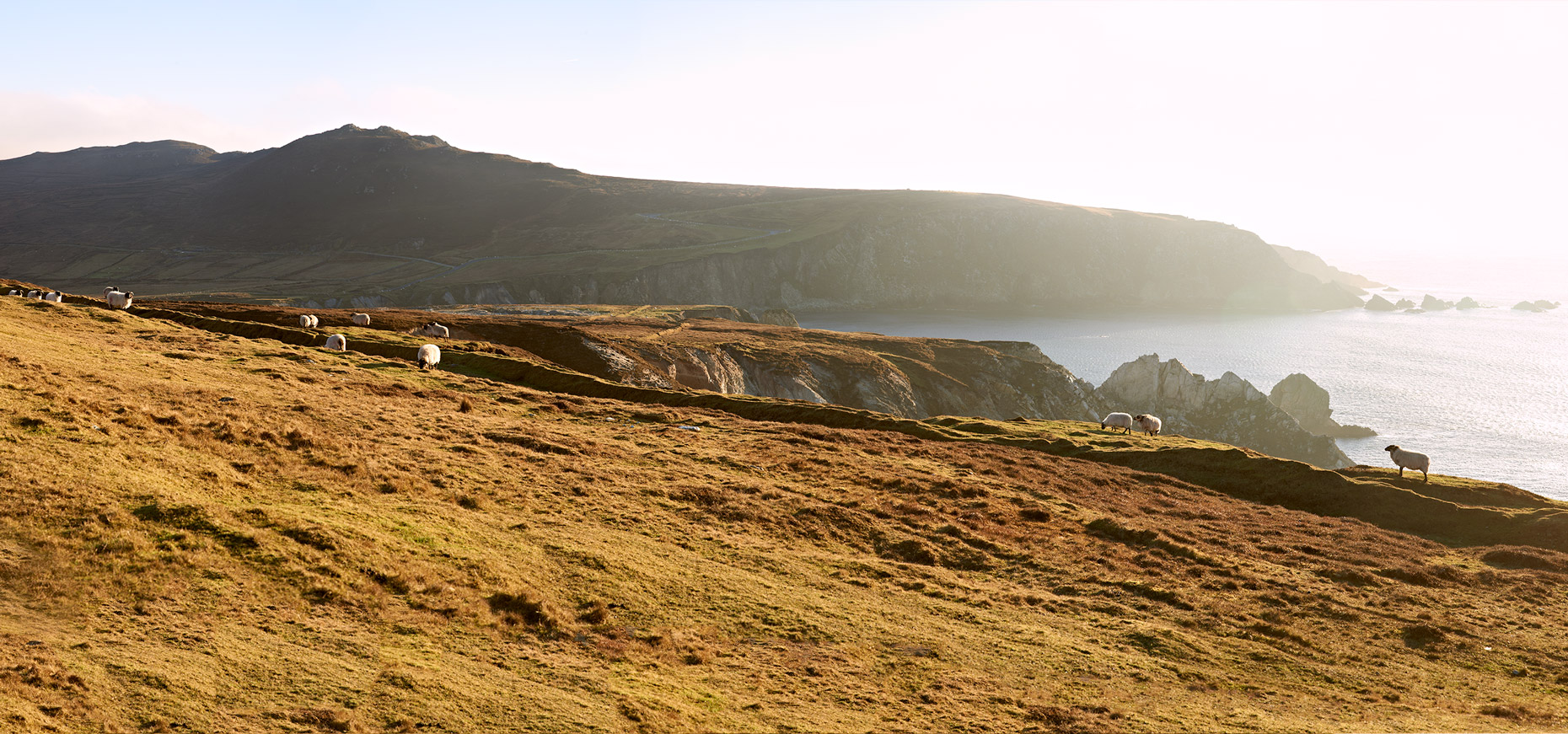 Achill Sheep, Ireland